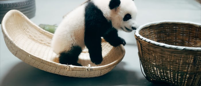 baby panda games