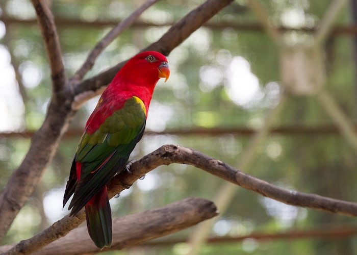 Better Bird Sounds Apps